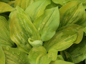 Funkia (Hosta) Silver Threads and Gold Needles zdjęcie 1