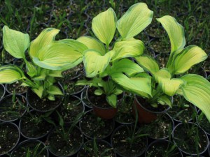 Funkia (Hosta) George Smith zdjęcie 1