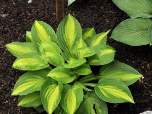 funkia___Hosta___52ed75223299d.jpg
