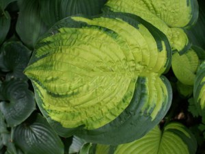 Funkia (Hosta) Dick Ward zdjęcie 1