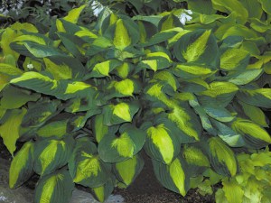 funkia___Hosta___52ed775befd02.jpg