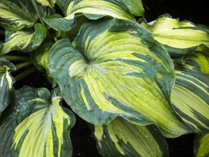 Funkia (Hosta) Guardian Angel zdjęcie 1
