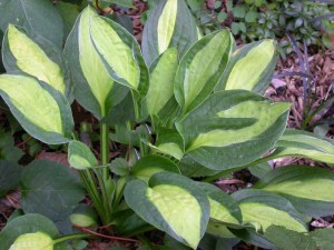 Funkia (Hosta) Gypsy Rose zdjęcie 1