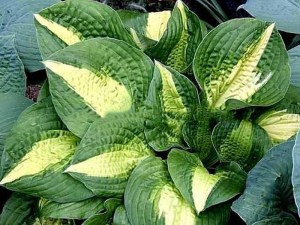 Funkia (Hosta) Lakeside Meter Maid zdjęcie 1