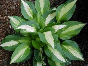 Funkia (Hosta) Lakeside Spellbinder zdjęcie 1