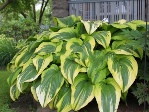 Funkia (Hosta) Montana Aureomarginata zdjęcie 4