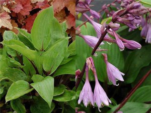 Funkia (Hosta) Purple Heart zdjęcie 1