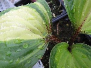 Funkia (Hosta) Raspberry Sundae zdjęcie 1