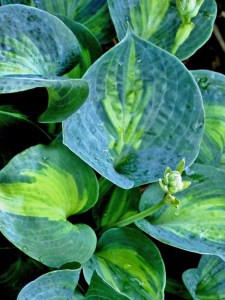 Funkia (Hosta) Rhino Hide zdjęcie 1