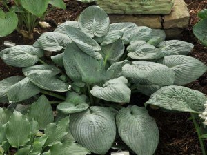 Funkia (Hosta) Skylight zdjęcie 1
