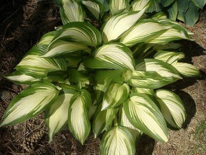 Funkia (Hosta) Sea Thunder zdjęcie 1