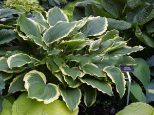 Funkia (Hosta) Lakeside Ring Master zdjęcie 1