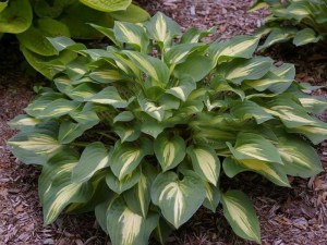 Funkia (Hosta) Fantasy Island sadzonka zdjęcie 1