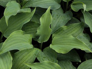 Funkia (Hosta) Sky Dancer zdjęcie 1