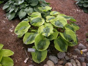 Funkia (Hosta) Sara's Sensation zdjęcie 1