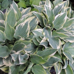 Funkia (Hosta) Poker zdjęcie 1