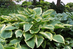 Funkia (Hosta) Victory zdjęcie 1