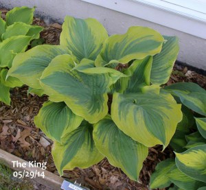 Funkia (Hosta) The King zdjęcie 1