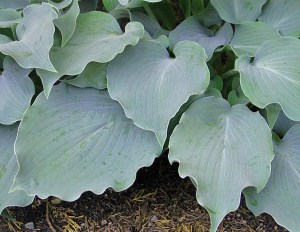 Funkia (Hosta) Titanium zdjęcie 1
