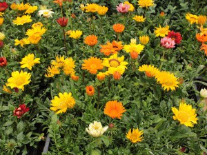 Gazania roślina rabatowa balkonowa zdjęcie 1