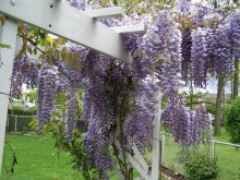 Glicynia (Wisteria) Multijuga syn. Macrobotrys zdjęcie 1