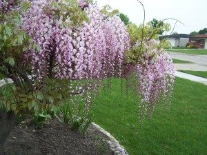 glicynia_kwiecis_4c9a3520da644.jpg
