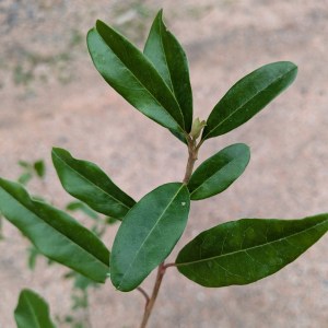 Głogownik Dawida (Photinia davidiana) c3 130-150 cm