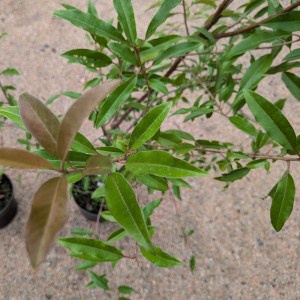 Głogownik Dawida (Photinia davidiana) c3 130-150 cm - zdjęcie 3
