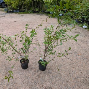 Głogownik Dawida (Photinia davidiana) c3 130-150 cm - zdjęcie 4