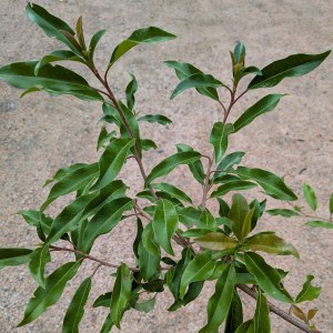 Głogownik Dawida (Photinia davidiana) c3 130-150 cm - zdjęcie 5
