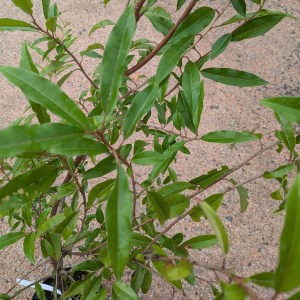 Głogownik Dawida (Photinia davidiana) c3 130-150 cm - zdjęcie 6