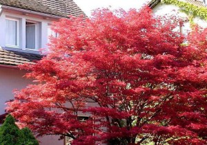 Klon palmowy czerwony Atropurpureum c1 zdjęcie 3