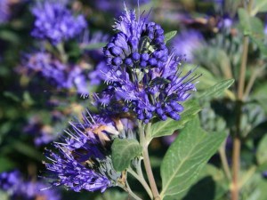 Barbula (Caryopteris) Heavenly Blue 7