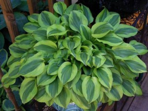 Funkia (Hosta) Grand Tiara zdjęcie 5