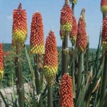 Trytoma Grandiflora (Kniphofia uvaria) płonąca pochodnia zdjęcie 1