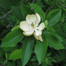 Magnolia parasolowata (Magnolia tripetala) zdjęcie 1