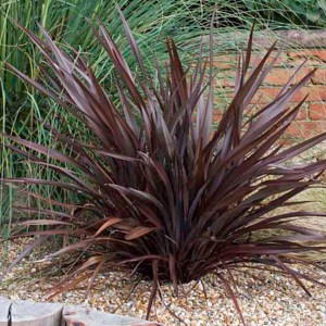 Len nowozelandzki (Phormium tenax) Purpureum zdjęcie 1