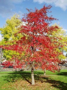 Grujecznik japoński (Cercidyphyllum japonicum) c7,5 zdjęcie 6