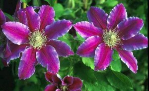 Powojnik (Clematis) Dr Ruppel c2 zdjęcie 7