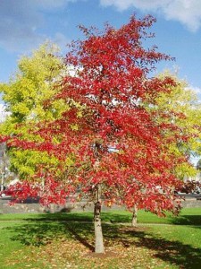Grujecznik japoński (Cercidiphyllum japonicum) c2 zdjęcie 6