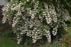 Kolkwicja chińska (Kolkwitzia amabilis) Pink Cloud c2 zdjęcie 3