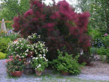 Perukowiec Royal Purple (Cotinus cogg.) c2 zdjęcie 1