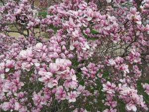 Magnolia Satisfaction rewelacyjna c4 zdjęcie 5