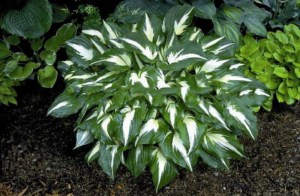 Funkia (Hosta) Night Before Christmas zdjęcie 7