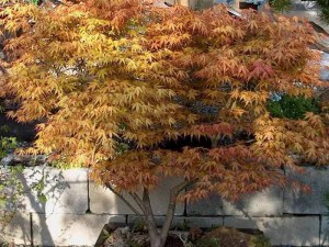 'Klon palmowy (Acer) Katsura c3 zdjęcie 9' Klon palmowy (Acer) Katsura c3 zdjęcie 9