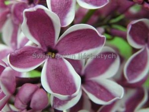 Bez - lilak (Syringa) Sensation c3 zdjęcie 2