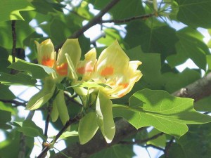Tulipanowiec amerykański (Liriodendron) sadzonka zdjęcie 2