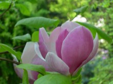 Magnolia pośrednia (Magnolia soulangeana) Lennei zdjęcie 4