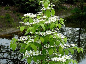 Kalina japońska (Viburnum plicatum) Kilimanjaro c3 zdjęcie 7