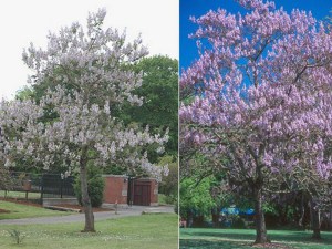 Paulownia puszysta (Paulownia tomentosa) cesarskie drzewko szczęścia zdjęcie 8